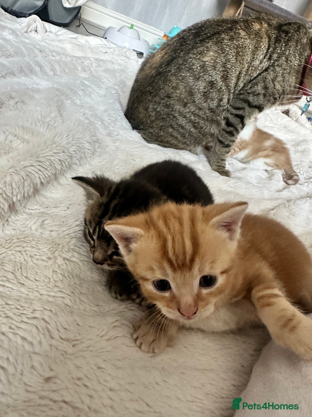 Mixed Breed cats for sale: 4 beautiful loving boys 🩵 - Image 3