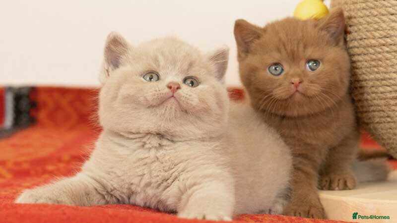 British Shorthair cats 100% Pure Pedigree Champion line Bsh BOY - Advert 1