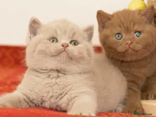 British Shorthair cats 100% Pure Pedigree Champion line Bsh BOY - Advert 2