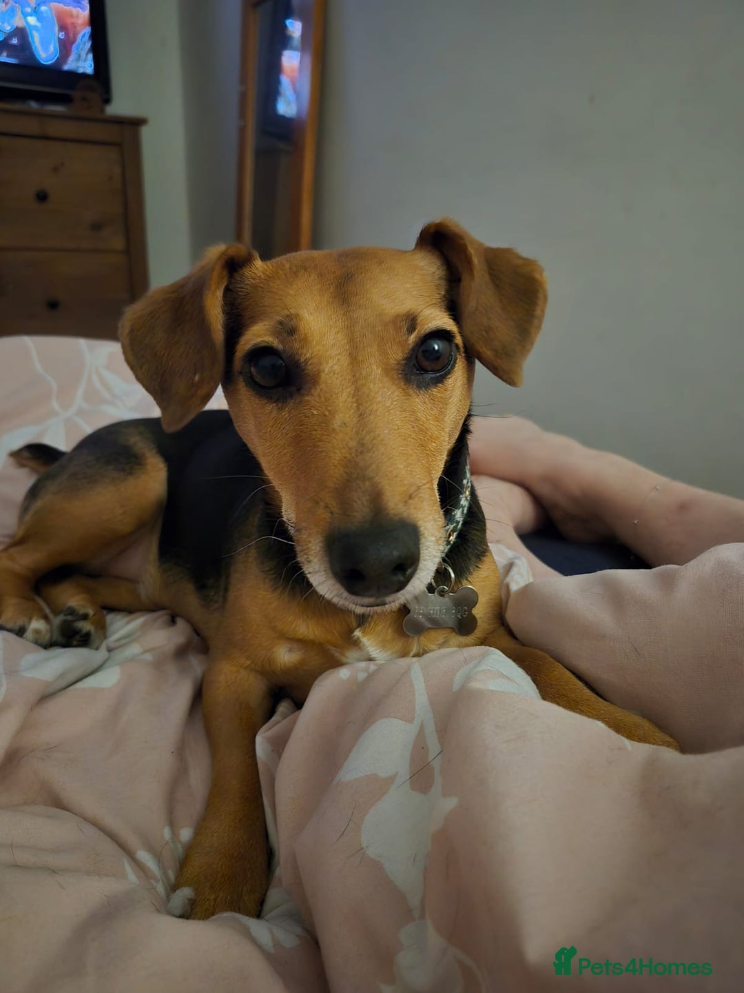 Mixed Breed dogs for sale: Needing to rehome  - Image 1