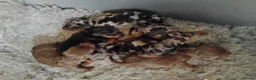 Miniature Dachshund dogs for sale: Kc registered miniature dashchund  - Advert 5