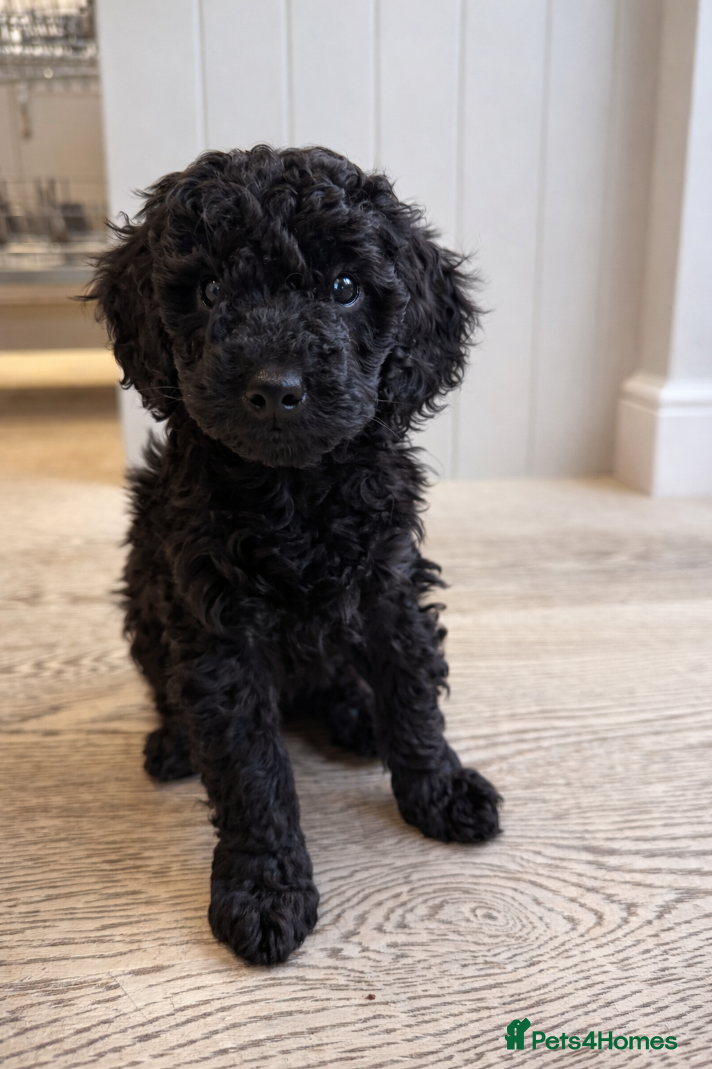 Miniature Poodle dogs KC reg Miniature Poodle * 1 now available * - Advert 1