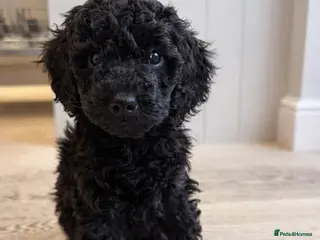 Miniature Poodle dogs KC reg Miniature Poodle * 1 now available * - Advert 4