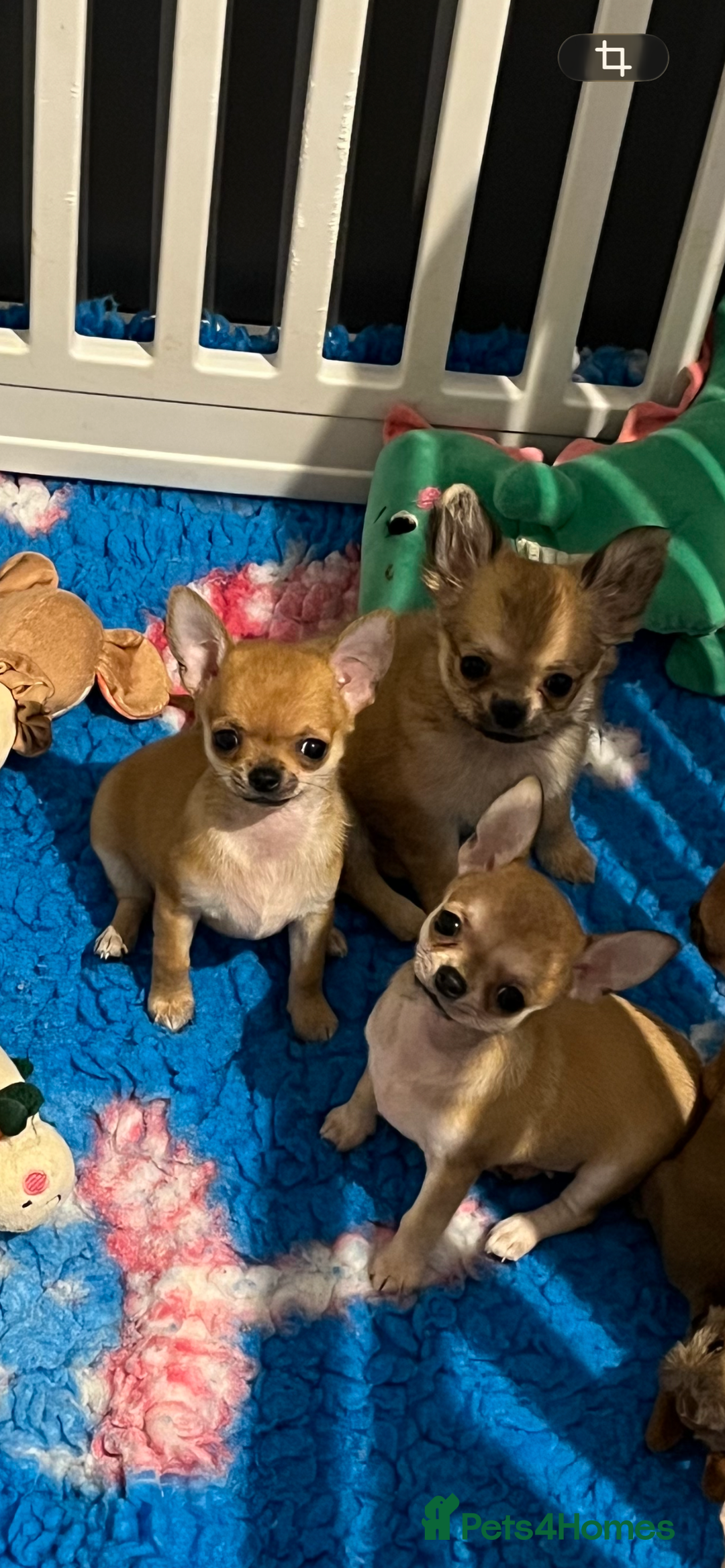 Chihuahua dogs for sale: Stunning Tiny Champion Sired Red Smoothcoat - Advert 2