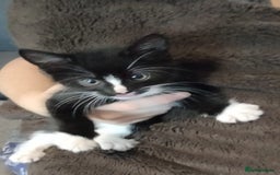 Mixed Breed cats for sale: Male black and white and calico female kittens - Image 1
