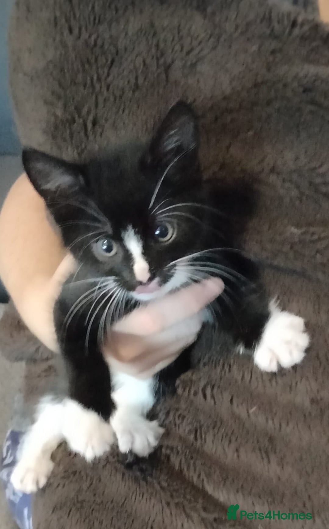 Mixed Breed cats for sale: Male black and white and calico female kittens - Image 1