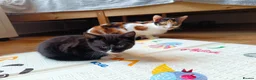 Mixed Breed cats for sale: Adorable Kittens Looking for Loving Homes - Advert 11