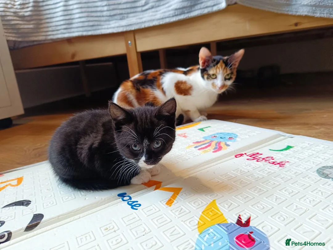 Mixed Breed cats for sale: Adorable Kittens Looking for Loving Homes - Advert 11