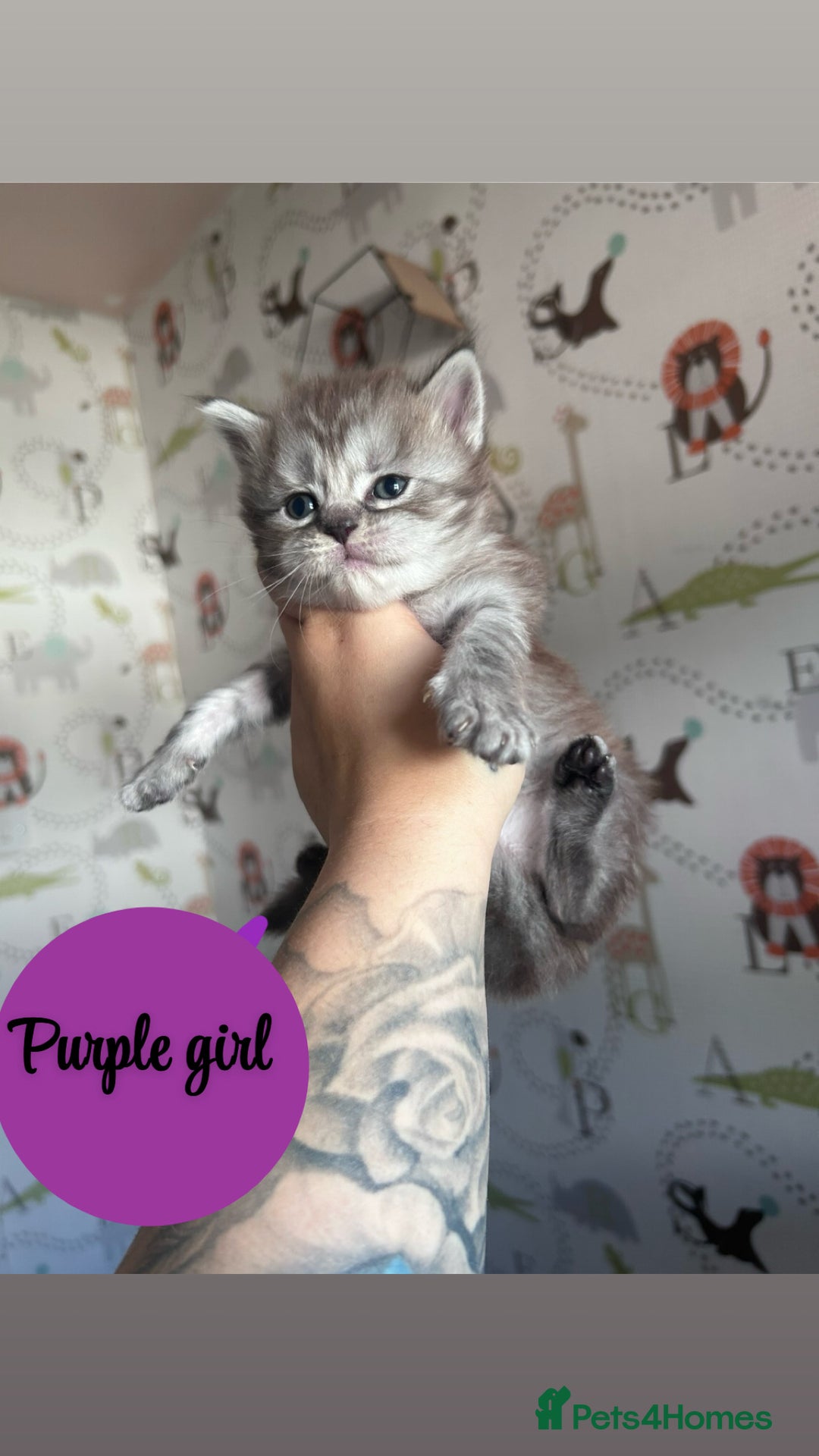 Maine Coon cats for sale: Maine coon kittens - Image 1