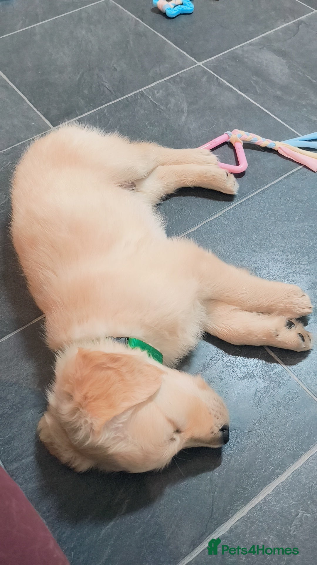 Golden Retriever dogs for sale: Gorgeous golden retriever puppies 🐕 - Advert 3