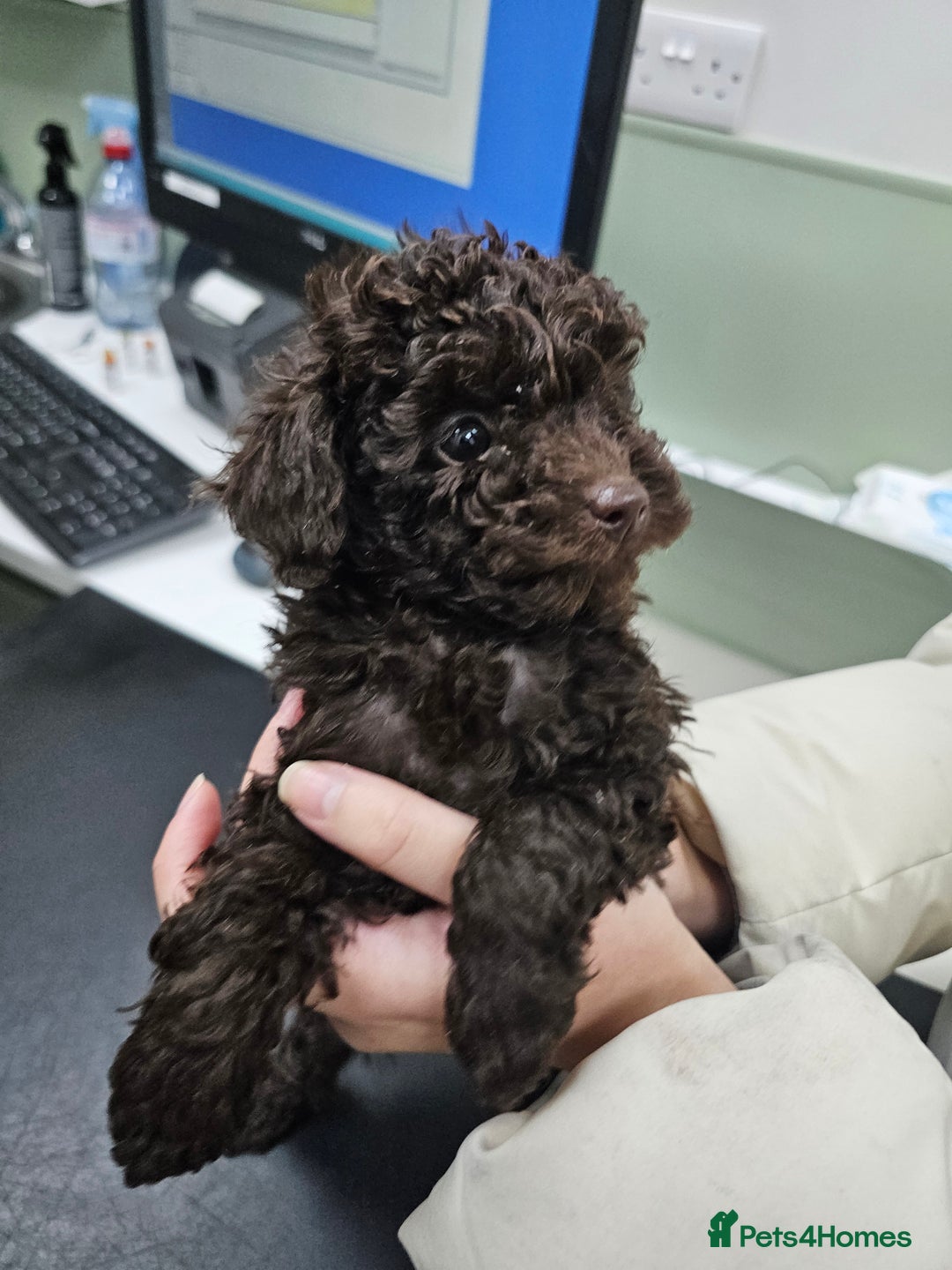 Toy Poodle dogs for sale: Chocolate Toy Poodle - Advert 7