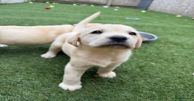 Labrador Retriever dogs - Advert 15
