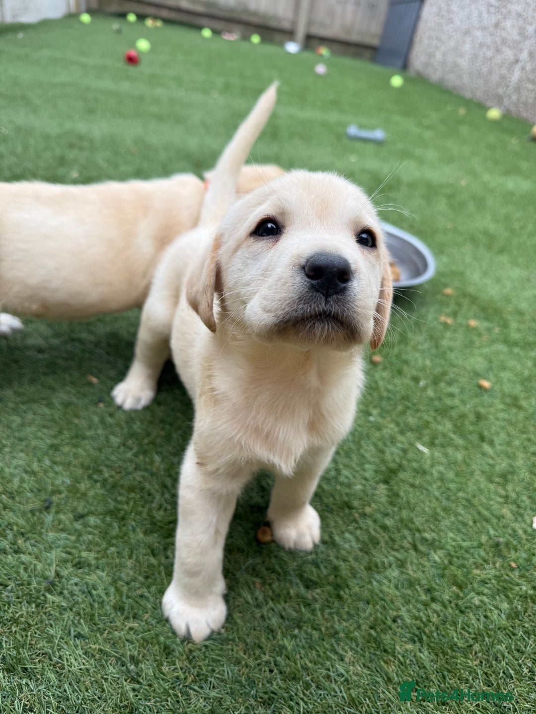 Labrador Retriever dogs for sale: PRICE REDUCED✨Ready now✨ One boy left available ✨ - Image 3
