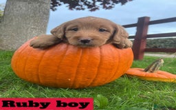 Labradoodle dogs for sale: 🌟 GOLD STANDARD – HIGH HEALTH STATUS LABRADOODLES - Image 6