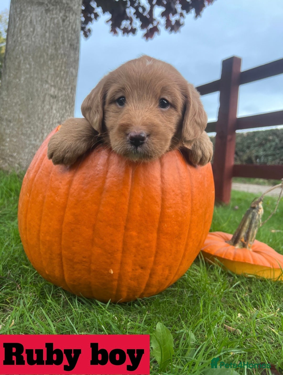 Labradoodle dogs for sale: 🌟 GOLD STANDARD – HIGH HEALTH STATUS LABRADOODLES - Image 6