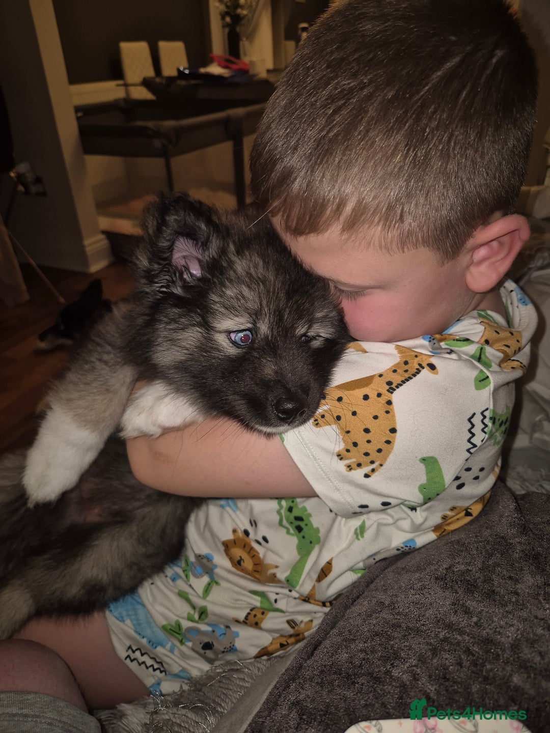 Pomsky dogs for sale: Perfect Female pomsky blue eyes - Advert 9