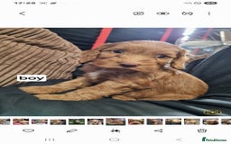 Cockapoo dogs for sale: Cameron's and Phoebe's babies  - Image 4