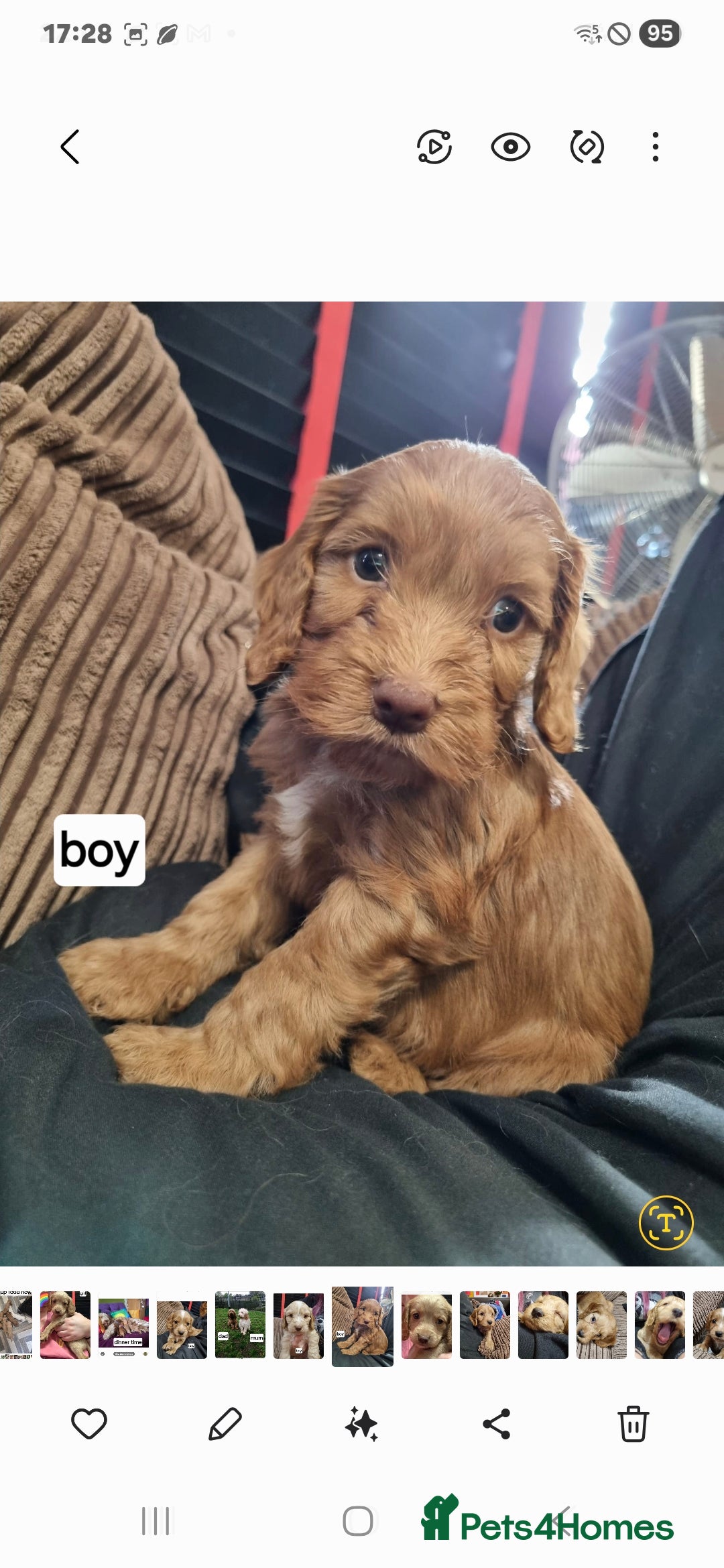 Cockapoo dogs for sale: Cameron's and Phoebe's babies  - Image 4
