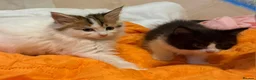 Mixed Breed cats for sale: mix Mainecoon - female - Advert 7