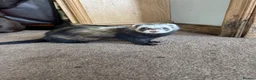 Ferret rodents for sale: 2 female ferrets  - Advert 6