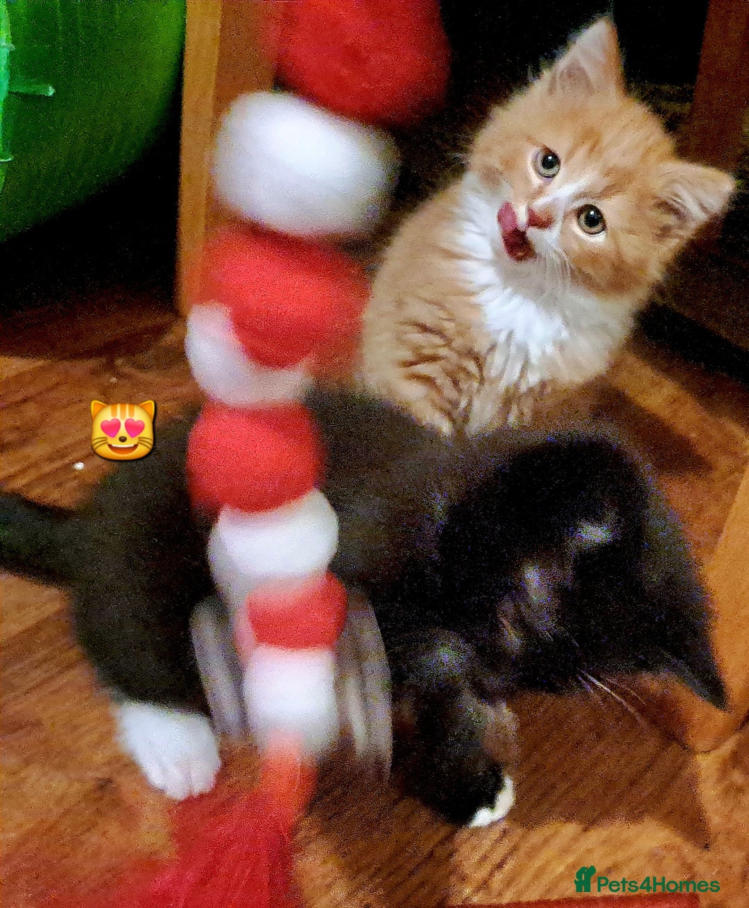 Mixed Breed cats for sale: Beautiful Kittens 😻 - Advert 5