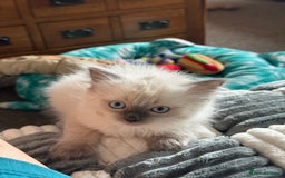 Ragdoll cats for sale: Adorable Ragdoll baby’s  - Image 20