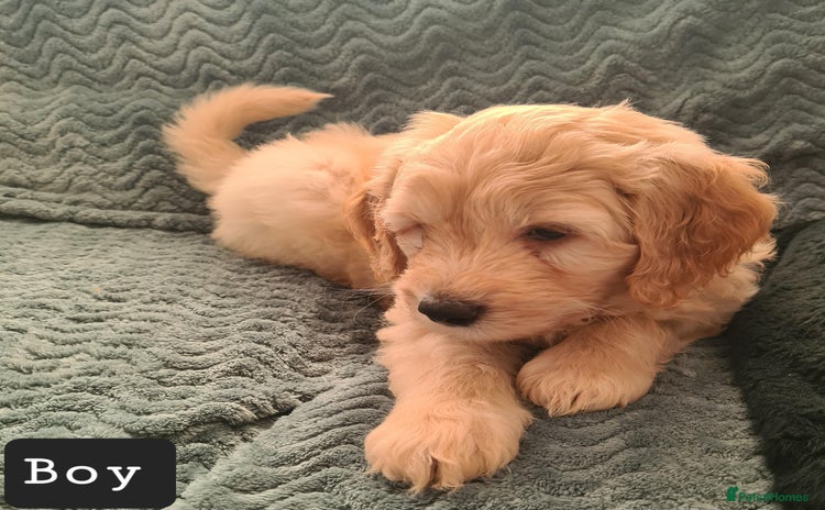 Labradoodle dogs ⭐✨ Mini Labradoodles  - F1b Parents 🐾✨  - Advert 1