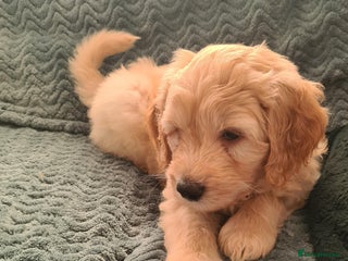 Labradoodle dogs ⭐✨ Mini Labradoodles - F1b Parents 🐾✨ - Advert 10