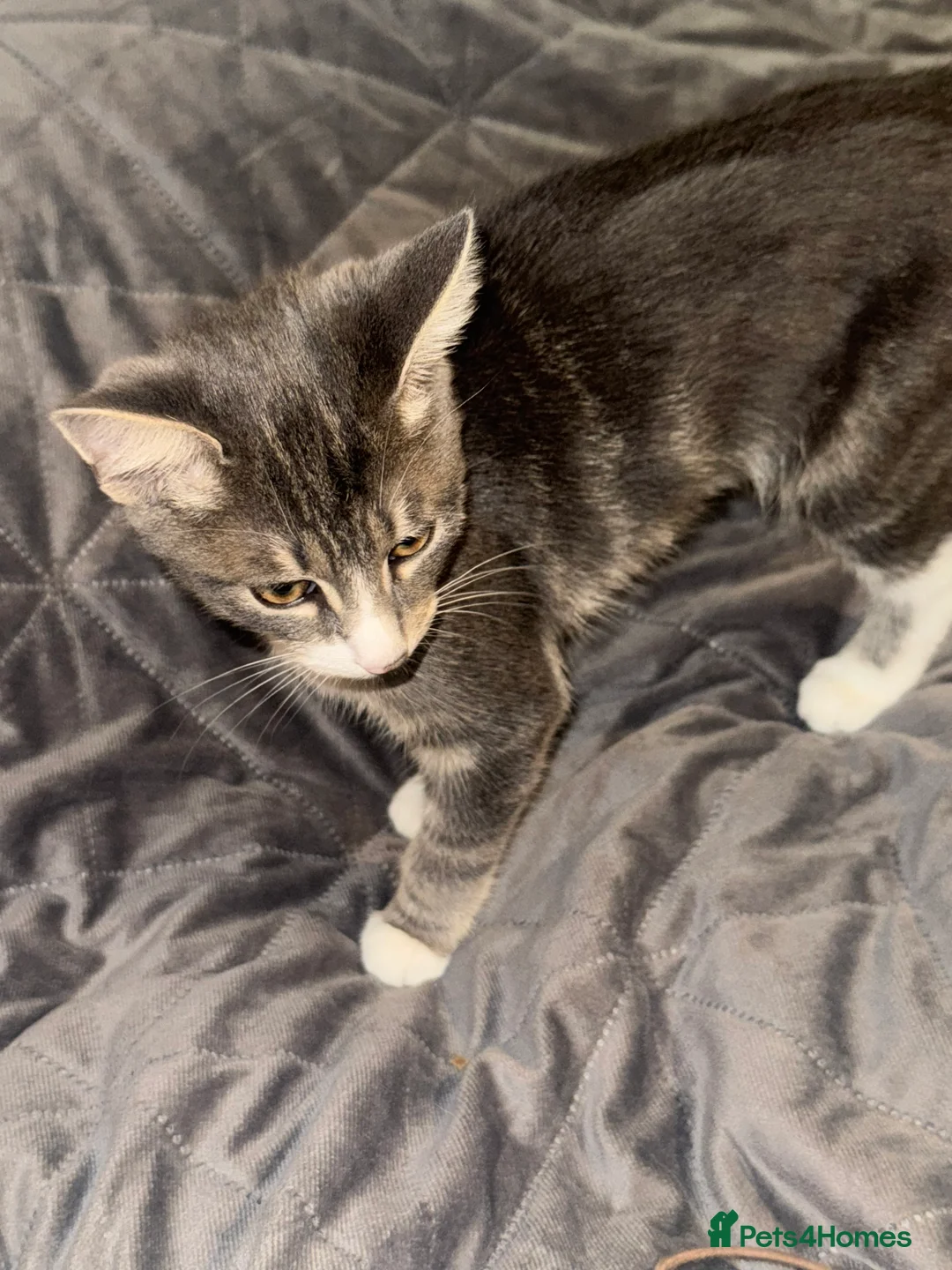 British Shorthair cats for sale: Grey tabby cat in South Shields - Advert 3