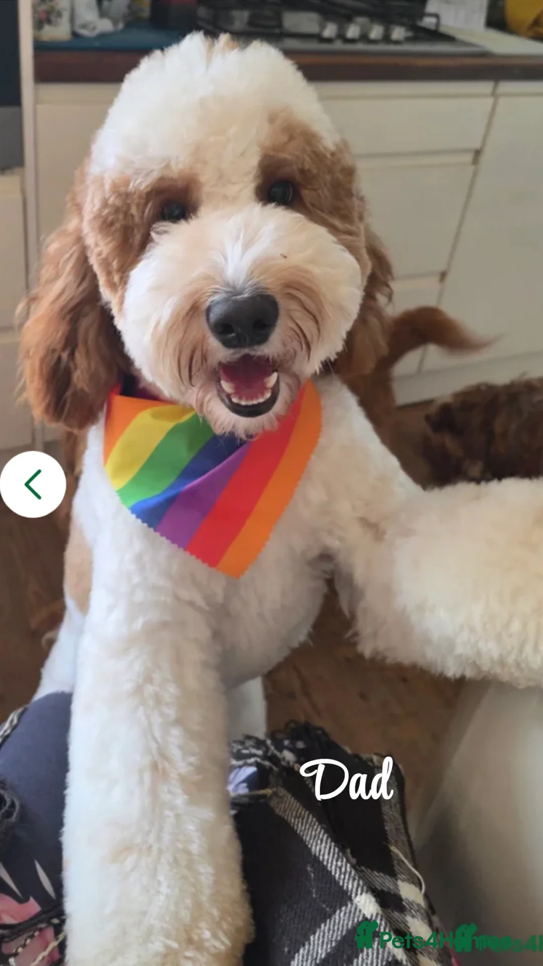 Labradoodle dogs for sale: Beautiful Labradoodle Puppies Available 🐾 - Advert 5