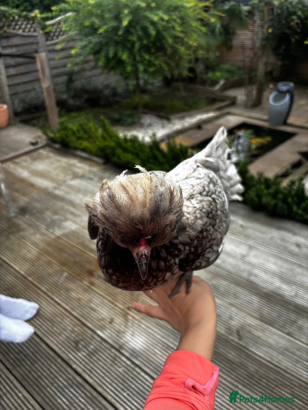 Chickens poultry for sale: Two beautiful little polish bantams POL in Lewes - Advert 4