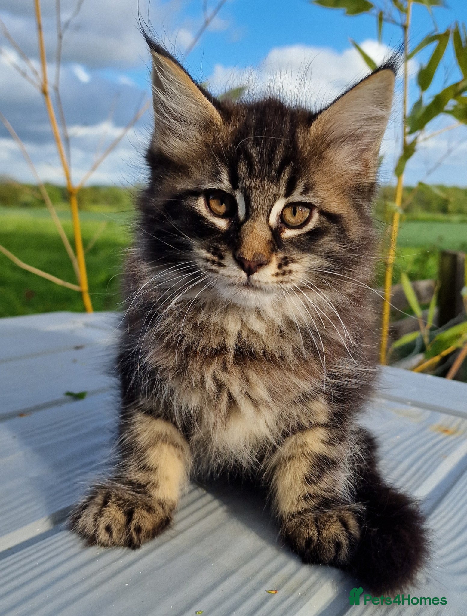 Mixed Breed cats Maine Coon X Kittens 'Stunning' - Advert 2