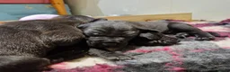 Great Dane dogs for sale: Black Great Dane Puppies  - Advert 9