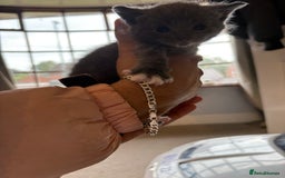 Mixed Breed cats for sale: Beautiful kittens 5* homes only  - Image 2