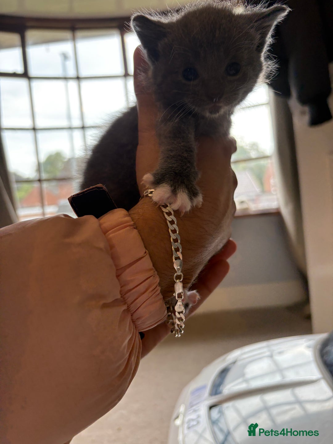 Mixed Breed cats for sale: Beautiful kittens 5* homes only  - Image 2