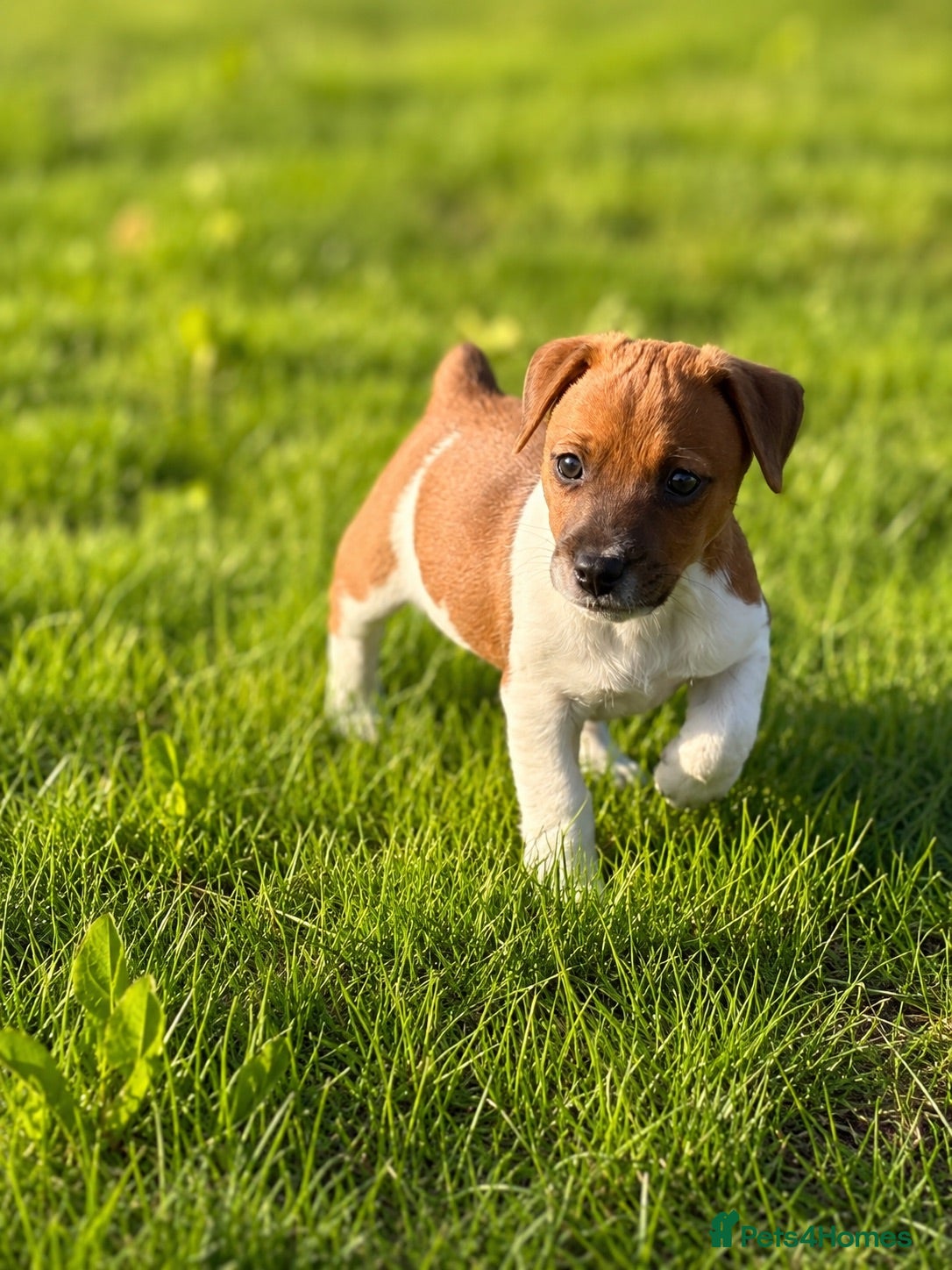 Jack Russell dogs Only 2 still available! Pure breed short tail   - Advert 1