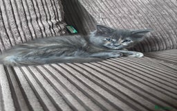 Ragcoon cats for sale: Beautiful Maine Coon x Ragdoll Kittens  Available - Image 7