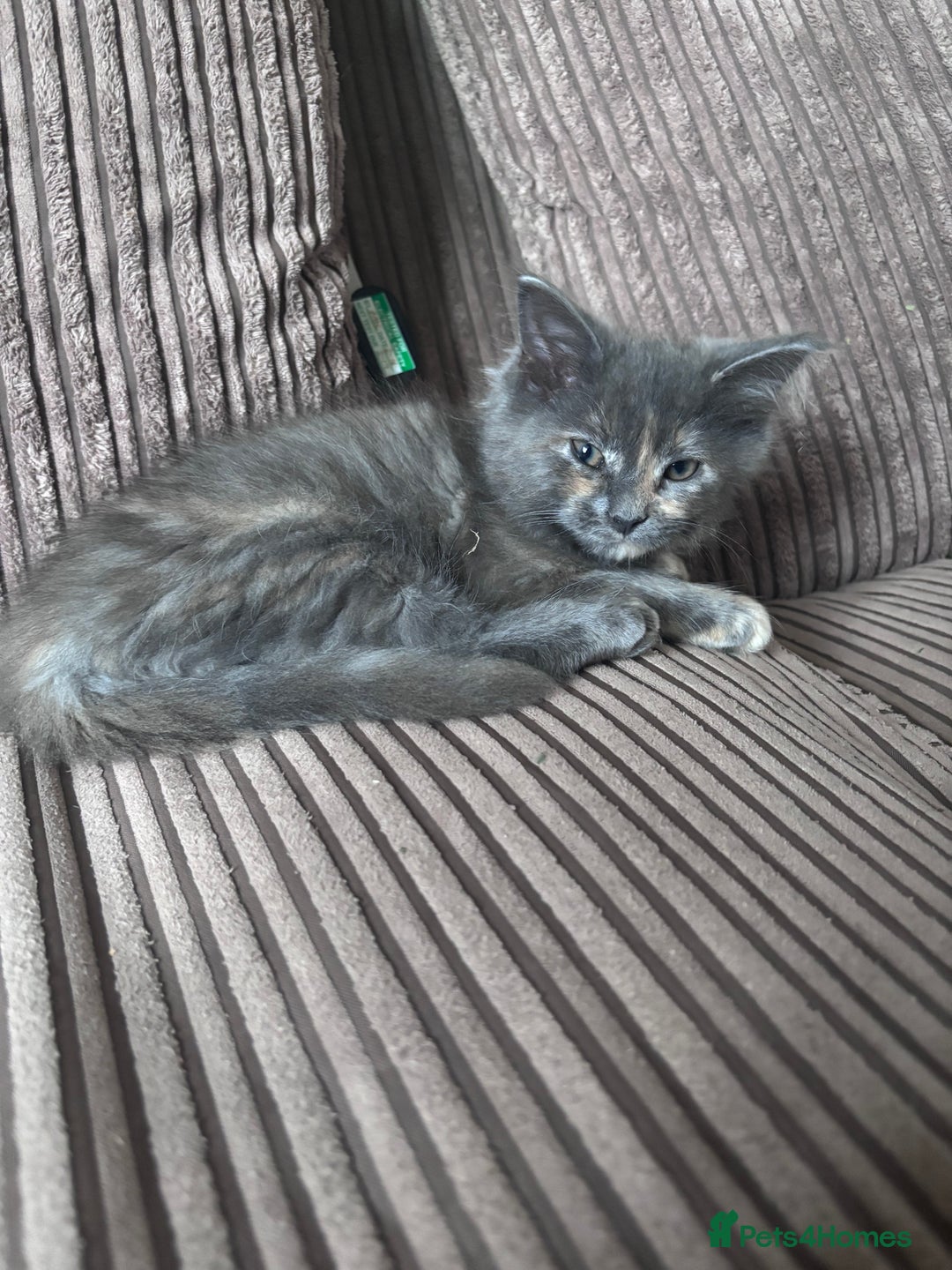 Ragcoon cats for sale: Beautiful Maine Coon x Ragdoll Kittens  Available - Image 7