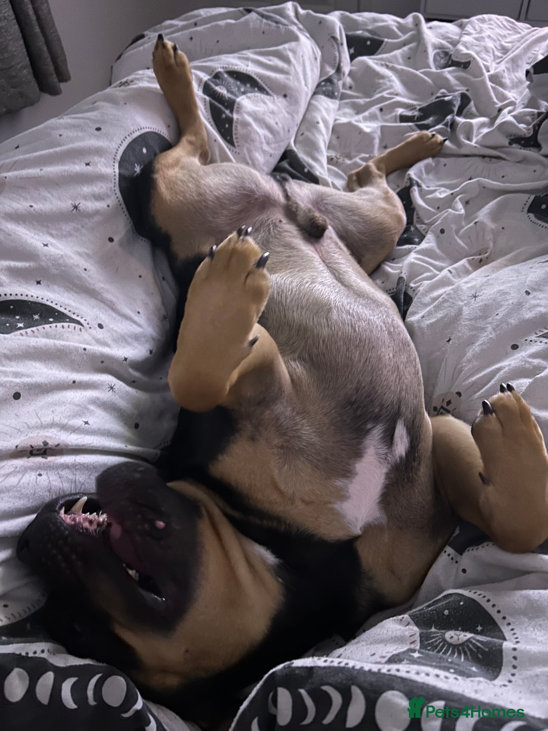 Mixed Breed dogs for sale: Lokii - Advert 2