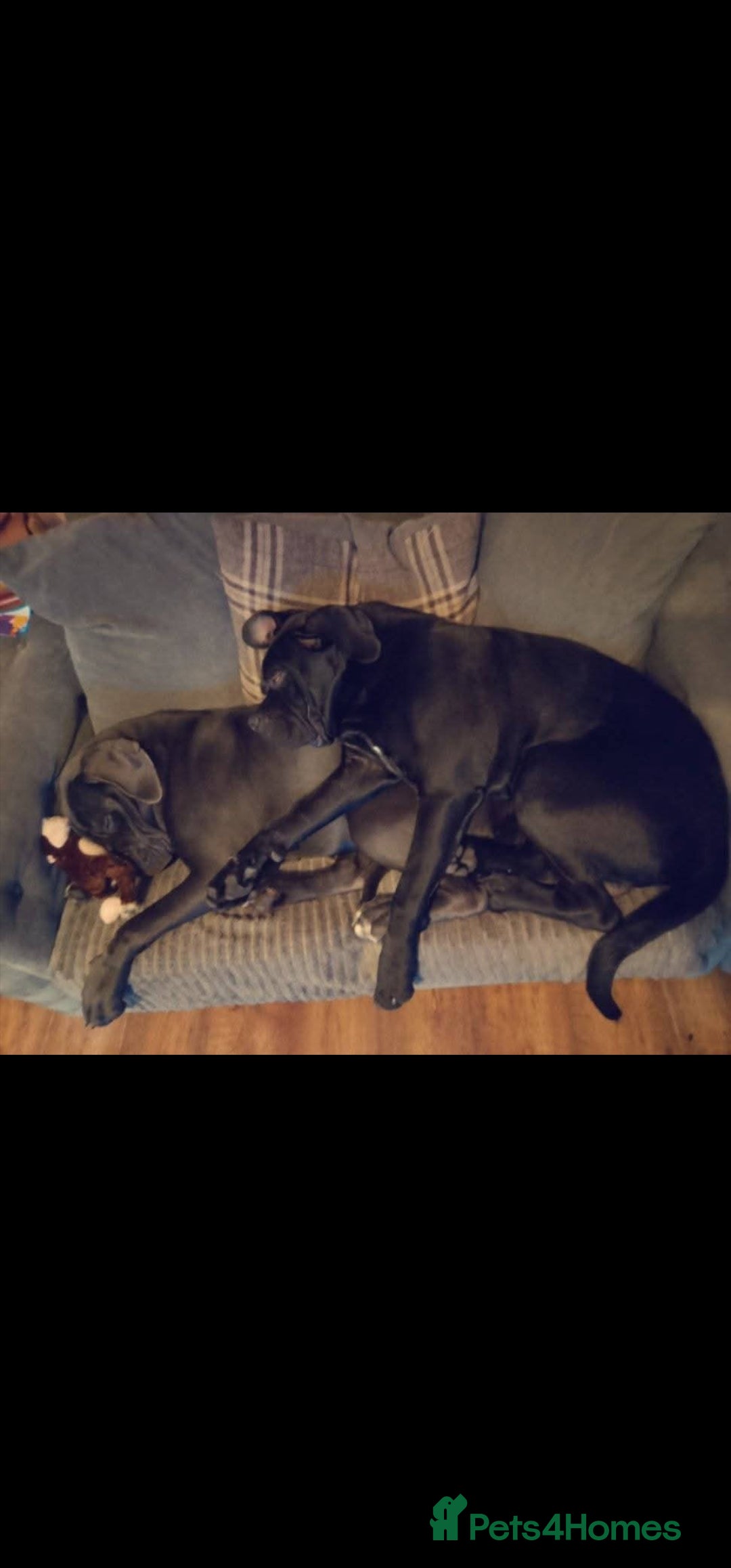 Cane Corso dogs for sale: Last remaining girl cane corso - Advert 7