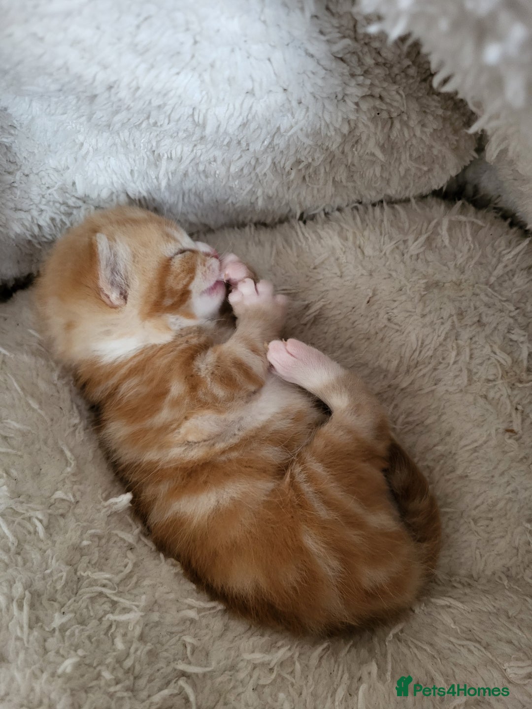 Mixed Breed cats for sale: 3 adorable kittens are looking for loving homes  - Advert 6