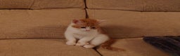 Mixed Breed cats for sale: 6 kittens of a Persian mum with Tuft ears. - Advert 4