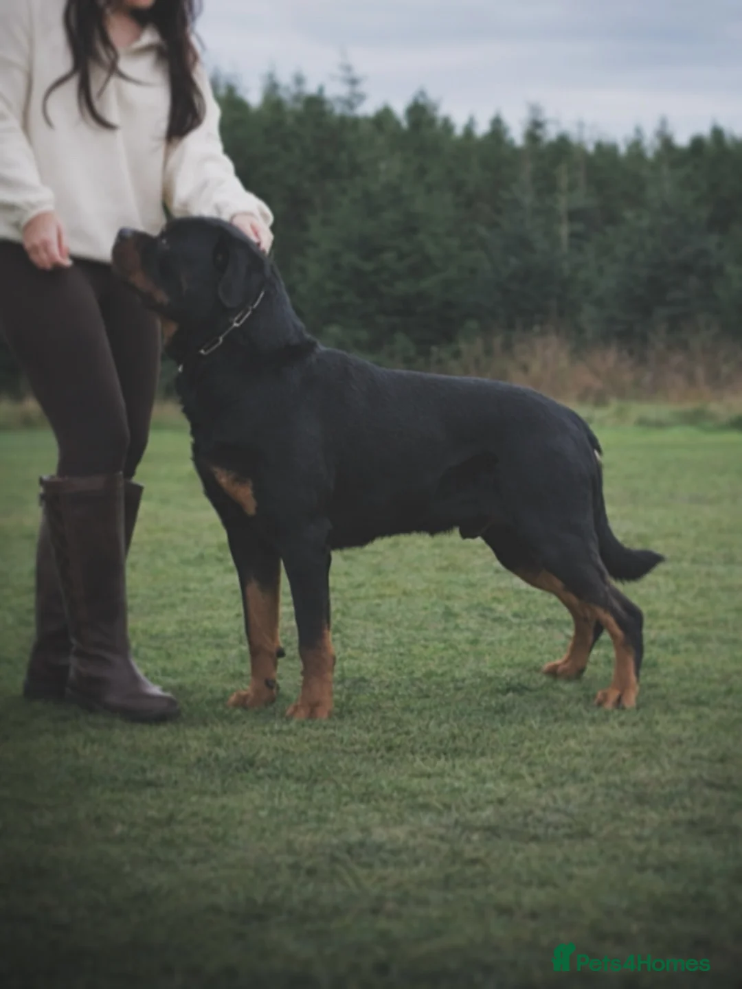 Rottweiler dogs for sale: Expecting Rottweiler pups - ready end of May  - Advert 8