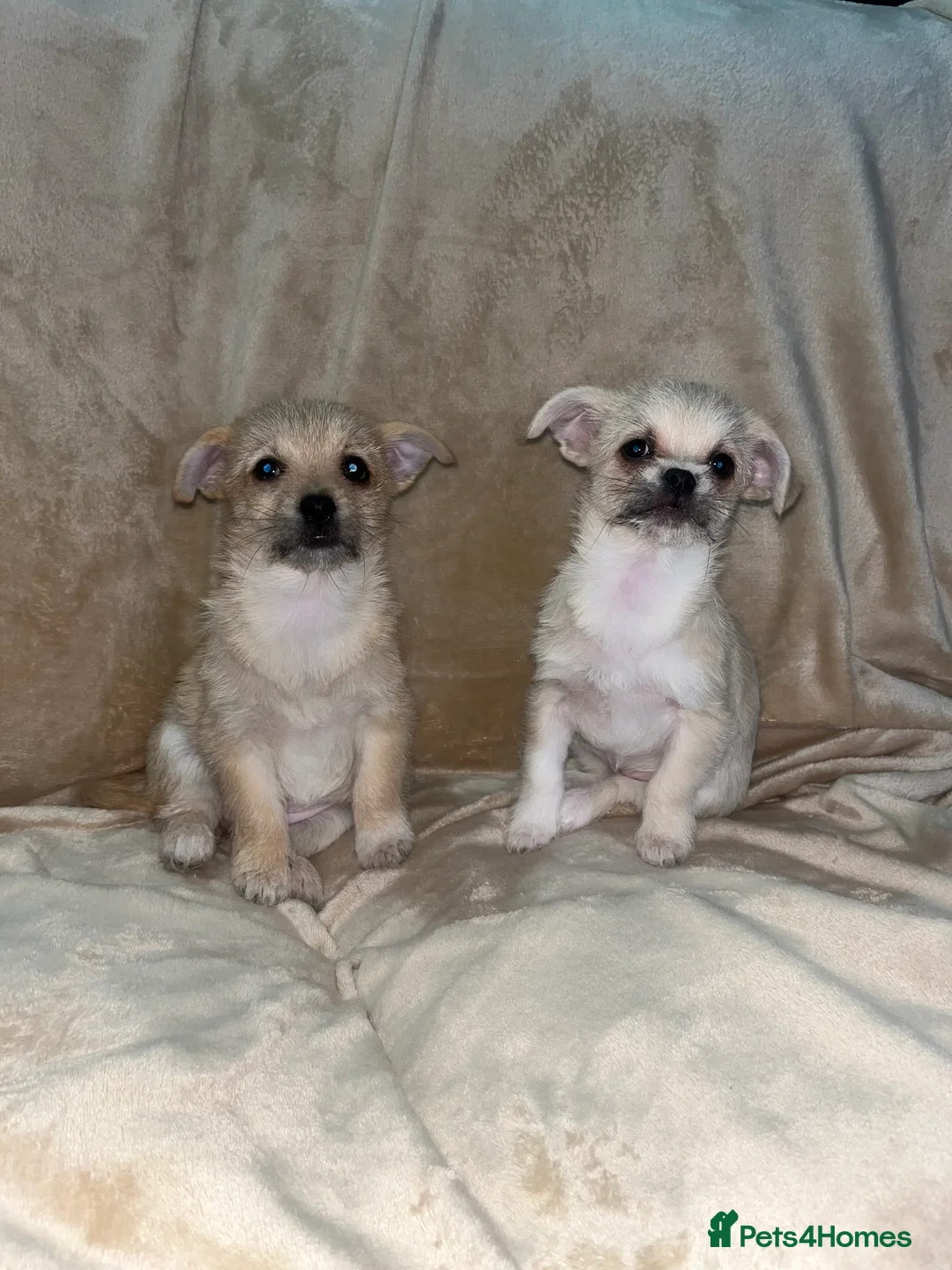 Mixed Breed dogs for sale: Maltese \ Chihuahua - Advert 2