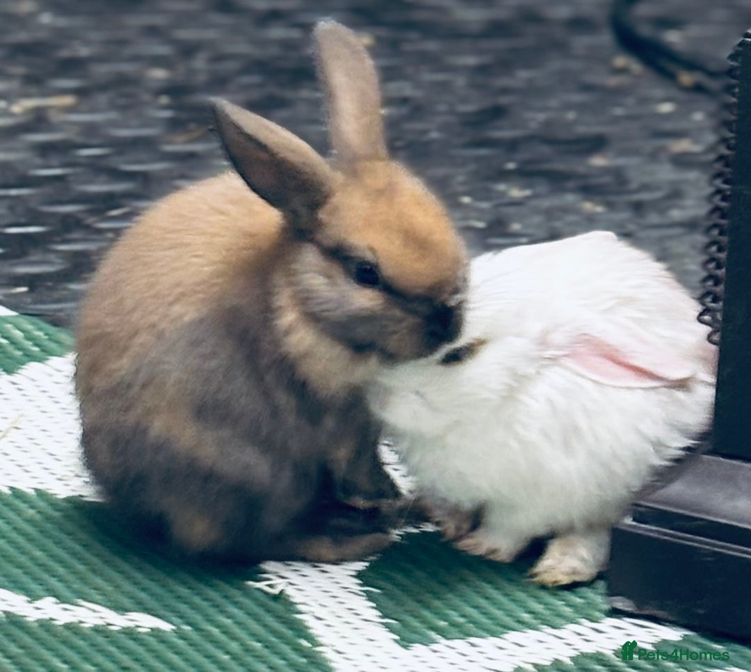 Mini Lop rabbits for sale: Mini Lops & H/LopxLion nearly7w Read description) - Image 3
