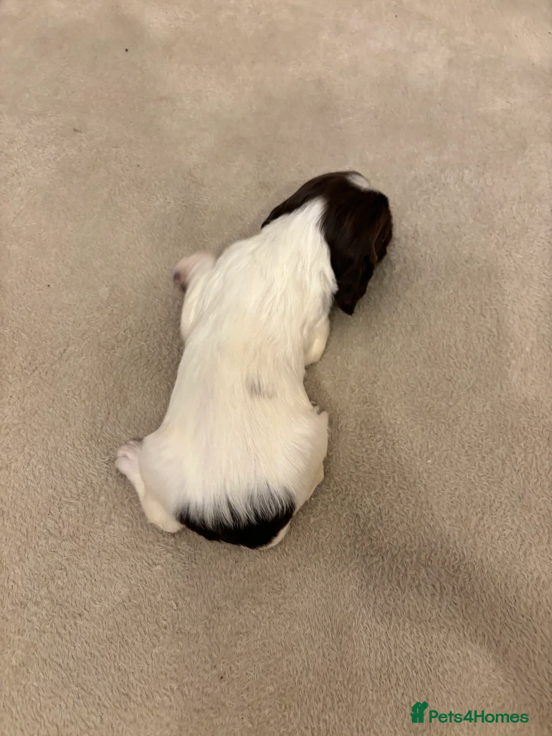 English Springer Spaniel dogs for sale: English springer spaniel puppies - Advert 22