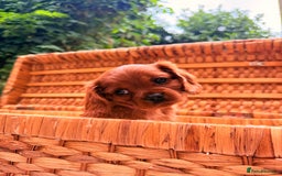 Cavalier King Charles Spaniel dogs for sale: Quality KC Health Tested Ruby CKCS Pups For  Sale - Image 15