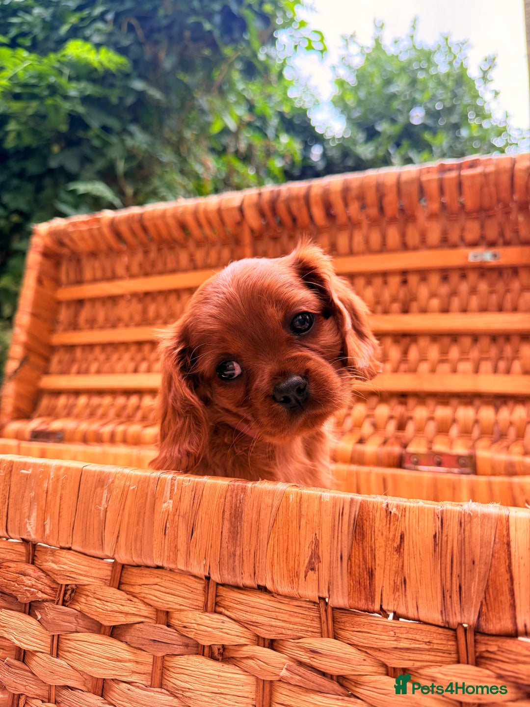 Cavalier King Charles Spaniel dogs for sale: Quality KC Health Tested Ruby CKCS Pups For  Sale - Image 15