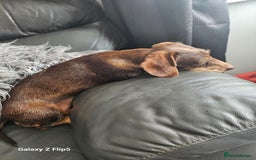 Dachshund dogs for sale: TWO DAUSHUNDS - Image 25
