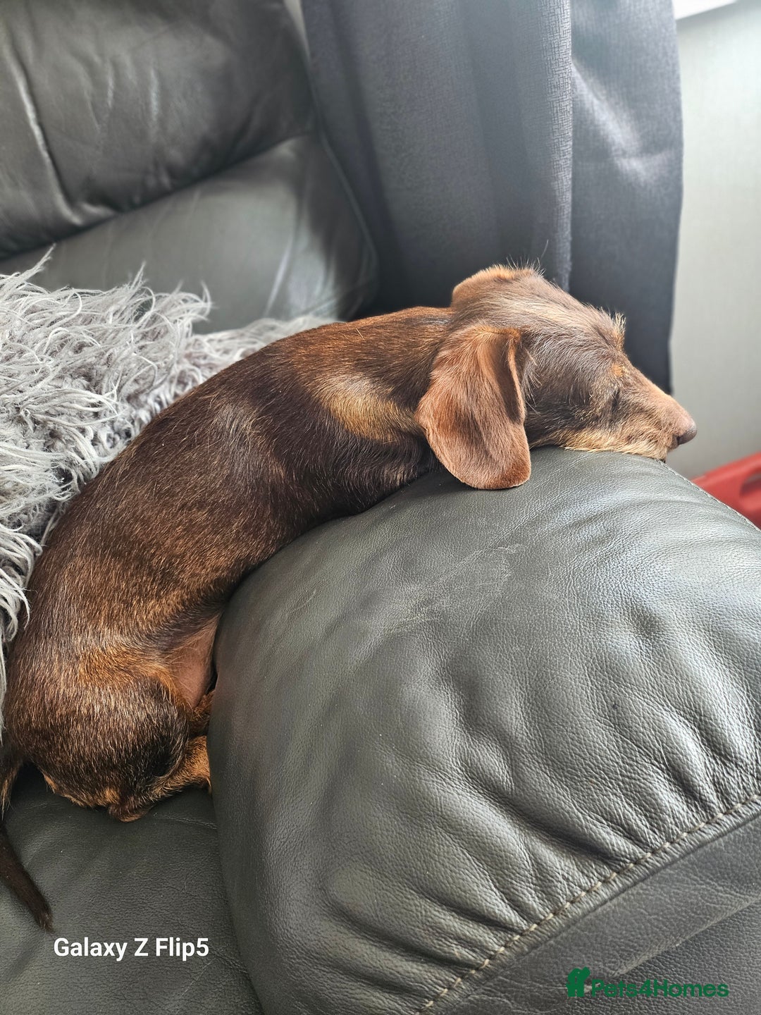 Dachshund dogs for sale: TWO DAUSHUNDS - Image 25